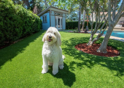 Furry white dog on artificial turf in a backyard